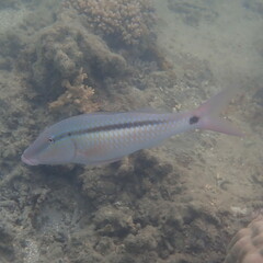Parupeneus barberinus