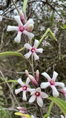 Parsonsia capsularis