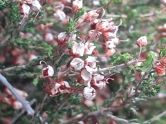 Erica umbellata