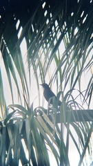 Turdus mandarinus