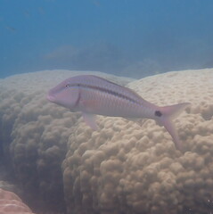 Parupeneus barberinus