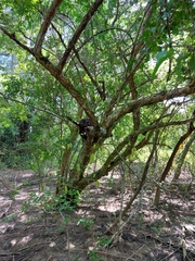 Parmentiera aculeata