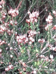 Erica umbellata