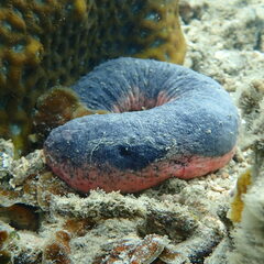 Holothuria edulis
