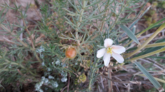 Peganum nigellastrum