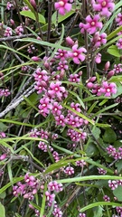 Parsonsia capsularis