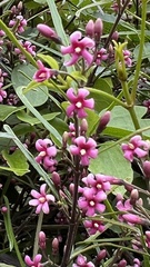 Parsonsia capsularis