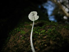 Mycena chloroxantha