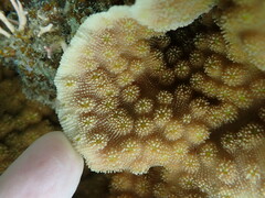 Echinopora gemmacea