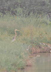 Ardea purpurea