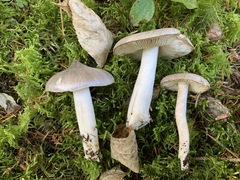 Tricholoma subacutum