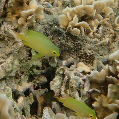 Pomacentrus moluccensis