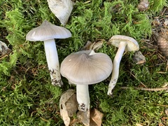 Tricholoma subacutum