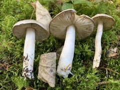 Tricholoma subacutum