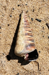 Telescopium telescopium