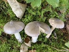Tricholoma subacutum