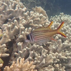 Neoniphon sammara