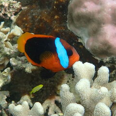 Amphiprion melanopus