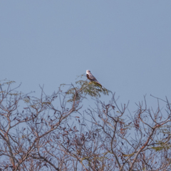Elanus caeruleus