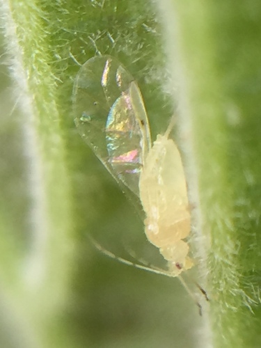 filbert aphid