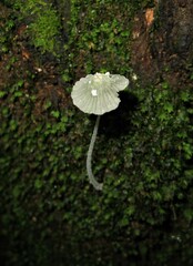Mycena chloroxantha