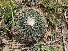 Mammillaria meiacantha