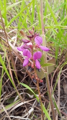 Desmodium uncinatum