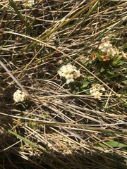 Pimelea oreophila