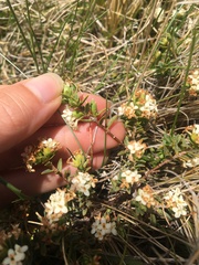 Pimelea oreophila