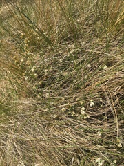 Pimelea oreophila