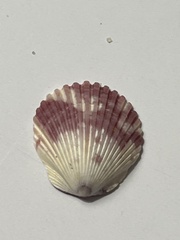 Argopecten