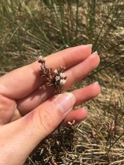 Acrothamnus colensoi