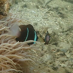 Amphiprion akindynos