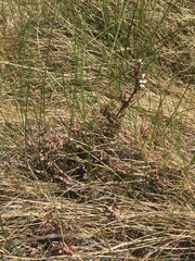 Acrothamnus colensoi