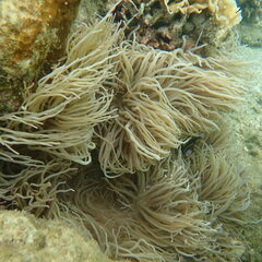 Heteractis crispa