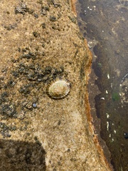 Cellana tramoserica