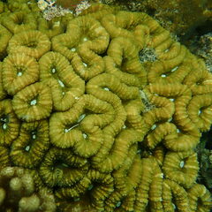 Lobophyllia