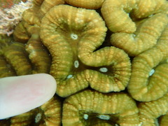 Lobophyllia