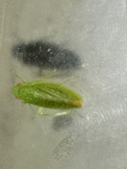 Rugosana