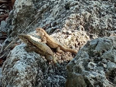 Leiocephalus carinatus