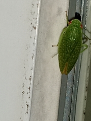 Rugosana