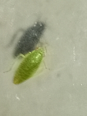 Rugosana