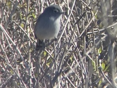 Polioptila californica