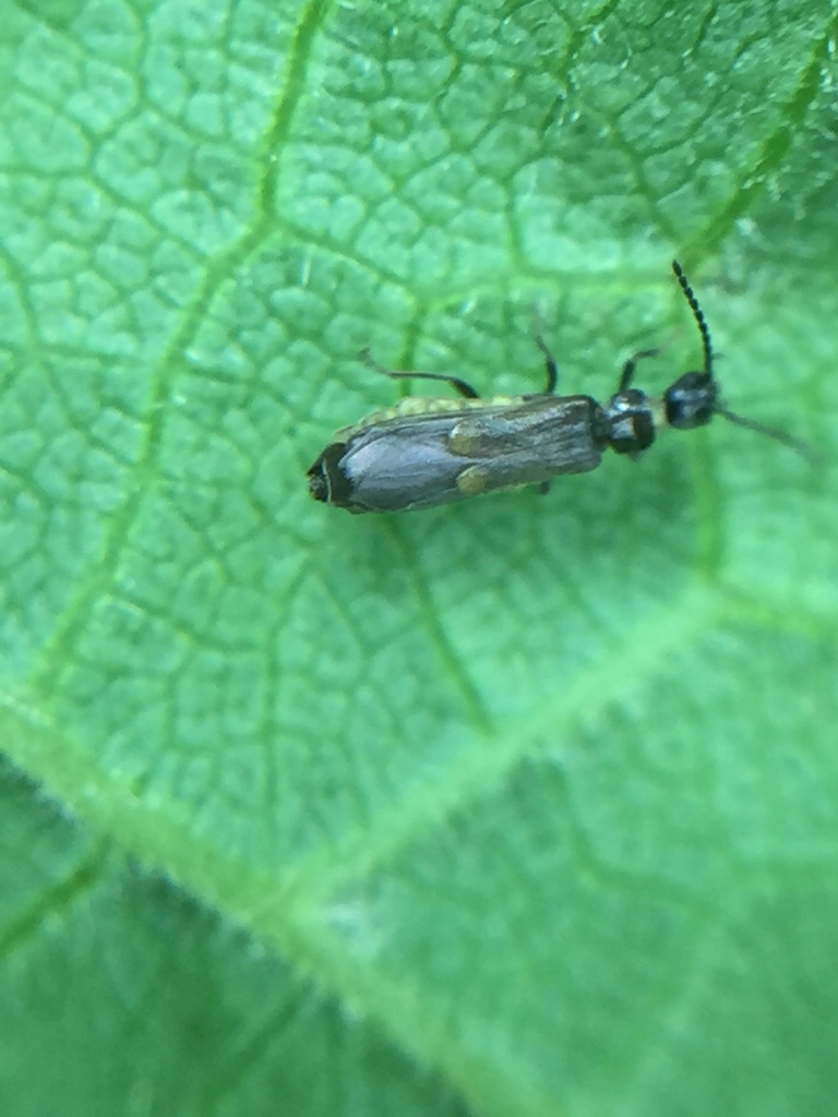 Malthodes pumilus