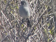 Polioptila californica