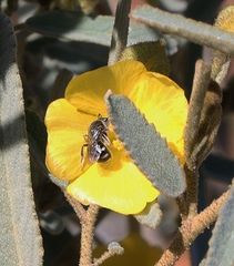 Chilalictus