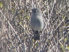 Polioptila californica