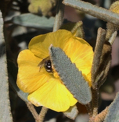 Chilalictus