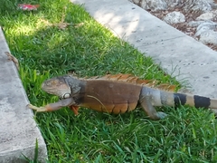Iguana iguana