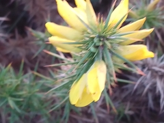 Ulex minor